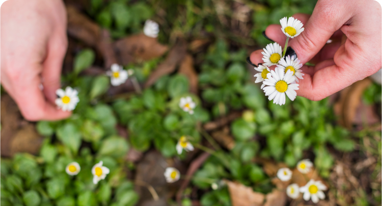 person picking little white flowers from land