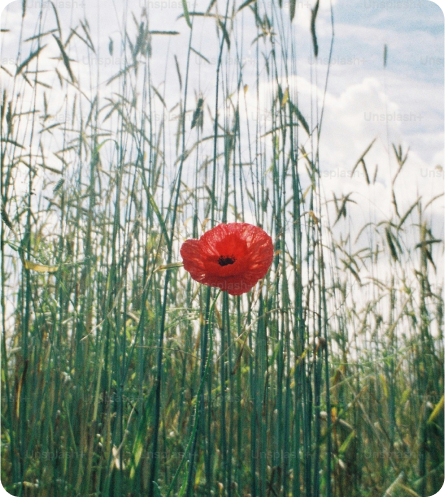 a red flower in the field